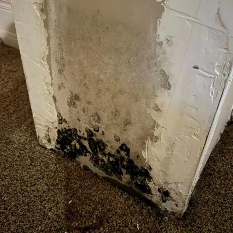Professional Mold Removal in Union City, CA